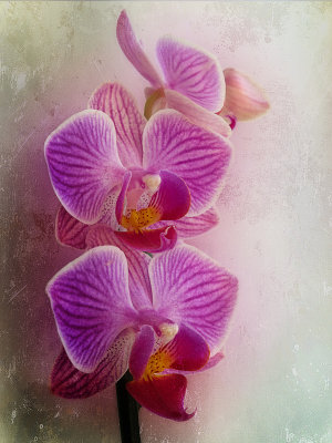 Shy orchids,,,