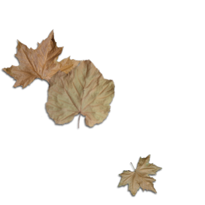 decoration leaves.png