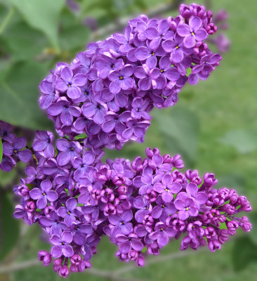 The flowers are always more purple on the other side of the fence...