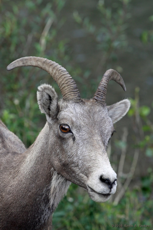 BIGHORN EWE PORTRAIT