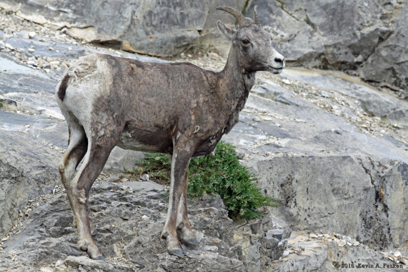 EWE ON A CLIFF
