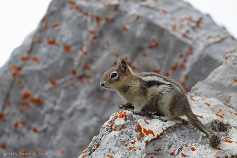 MOUNTAIN SQUIRREL