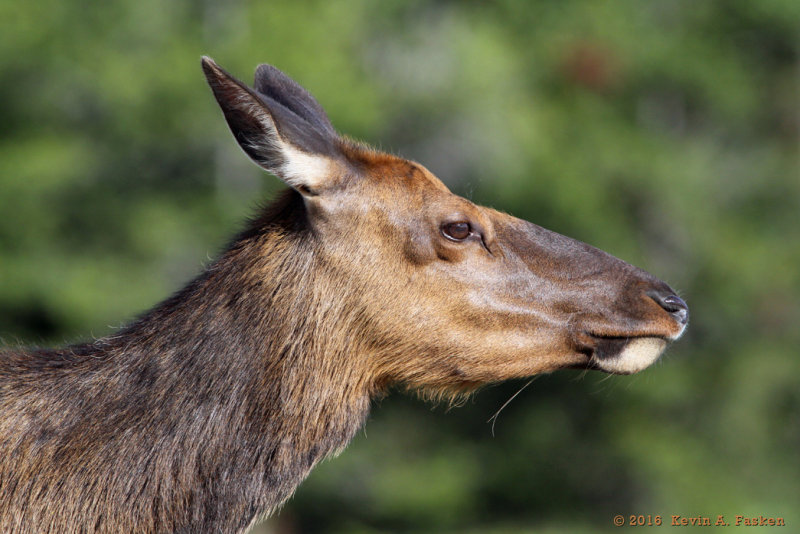 FEMALE ELK #2