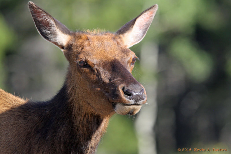 FEMALE ELK