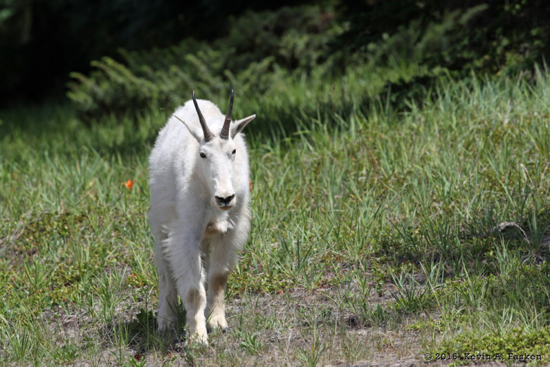 MOUNTAIN GOAT ON THE GRASS