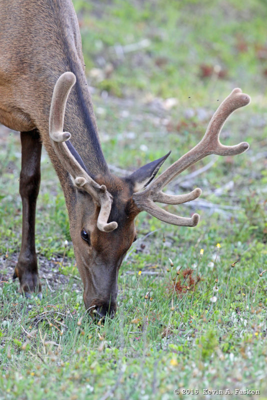GRAZING ELK