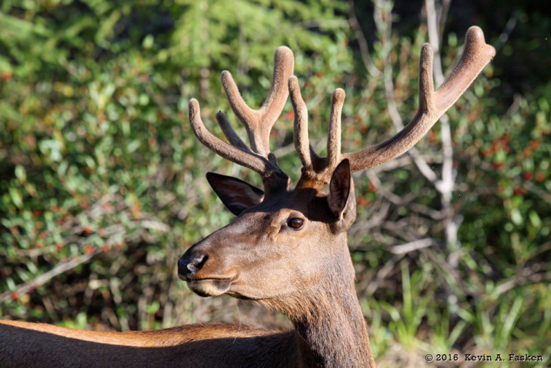 ELK IN THE SUN