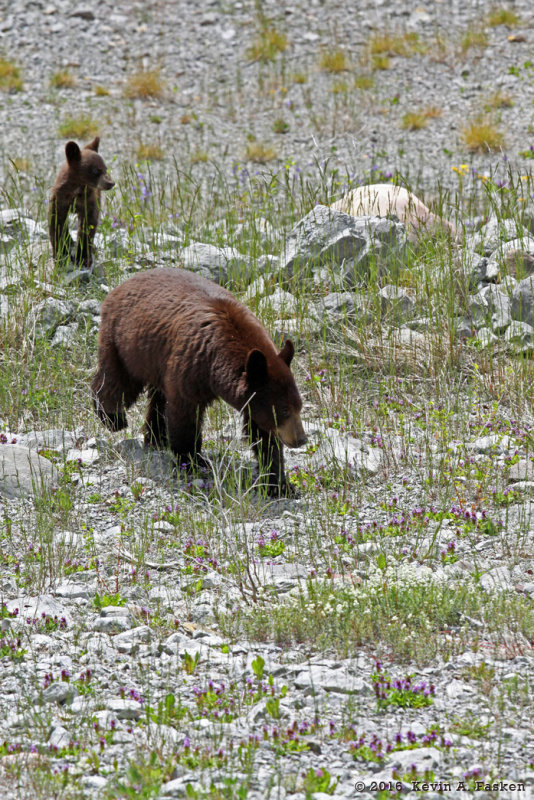 SOW AND CUB 2