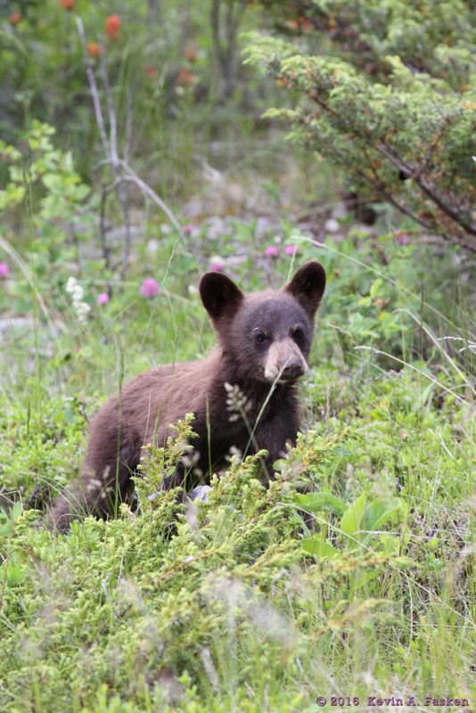 BEAR CUB