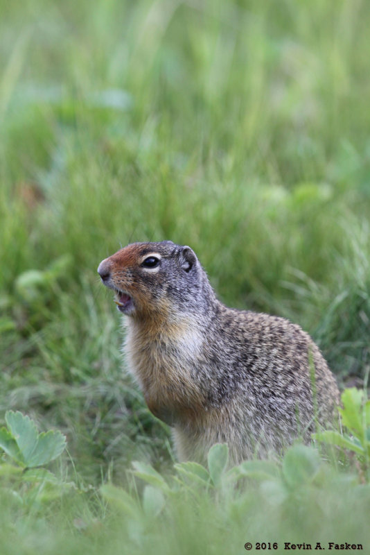 CANMORE SQUIRREL