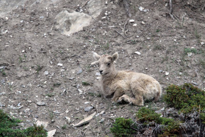 YOUNG BIGHORN RESTS