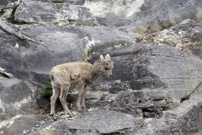 YOUNG BIGHORN ON A CLIFF