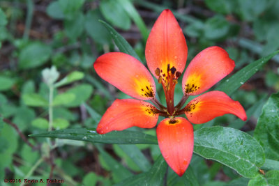 MOUNTAIN LILY