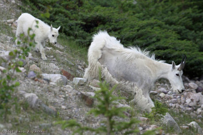 MOUNTAIN GOAT WITH KID