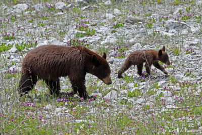 SOW AND CUB