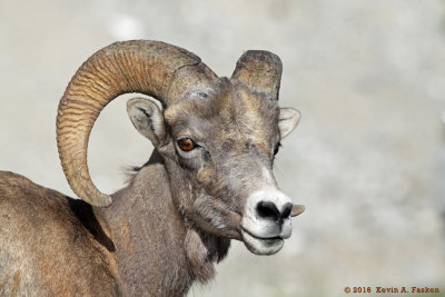 ROCKY MOUNTAIN RAM