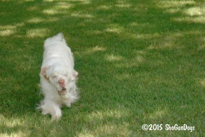 Pip  150717 005.jpg
