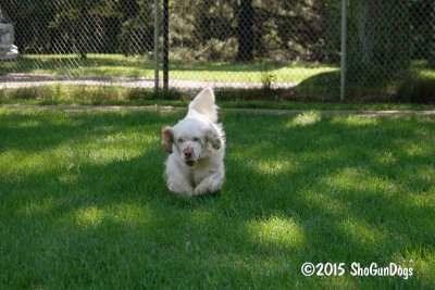 Pip  150717 012.jpg