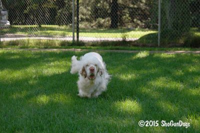 Pip  150717 013.jpg