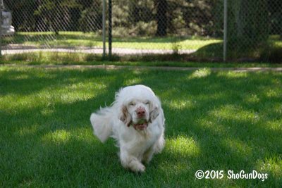 Pip  150717 015.jpg