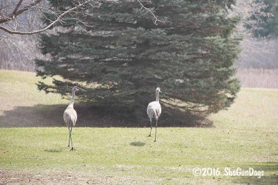 Sand Hill Cranes  160326 003.jpg