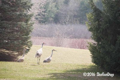 Sand Hill Cranes  160326 005.jpg