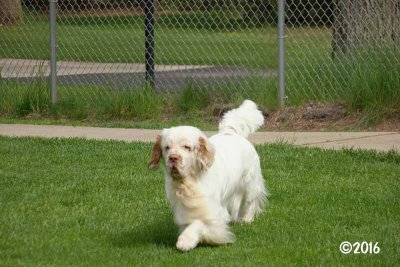 Benson 160515 004.jpg