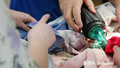 Gigi 2Litter 161021031.jpg