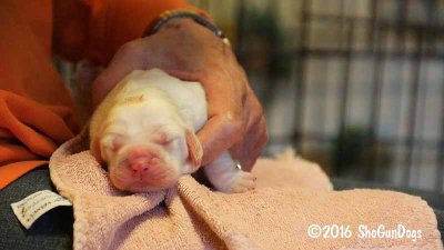 Gigi 2Litter 161023 024.jpg