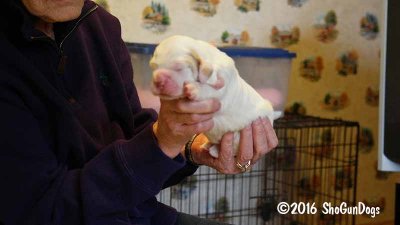 Gigi 2Litter 161028 016.jpg