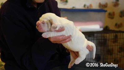 Gigi 2Litter 161028 017.jpg