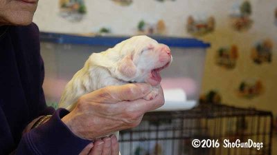 Gigi 2Litter 161028 030.jpg