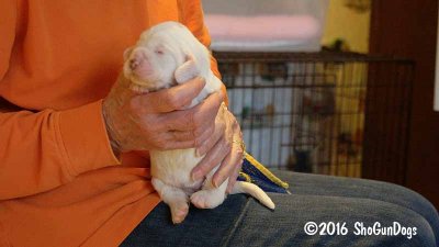 Gigi 2Litter 161101 012.jpg