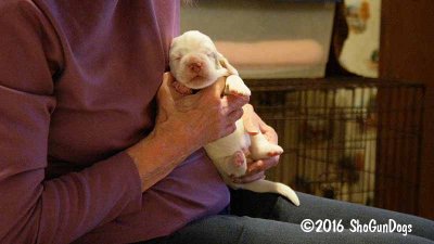 Gigi 2Litter 161101 026.jpg