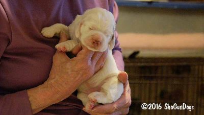 Gigi 2Litter 161101 034.jpg