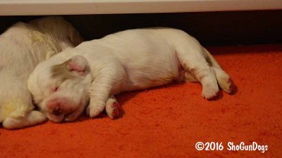 Gigi's Second Litter Week 2