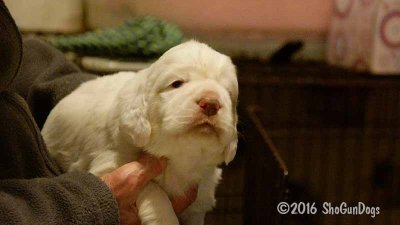 Gigi 2Litter 161111 039.jpg