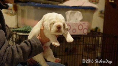 Gigi 2Litter 161111 045.jpg