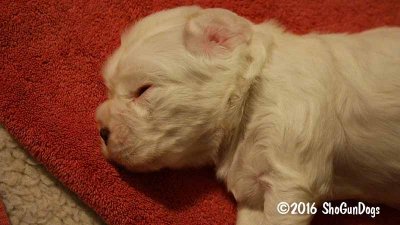 Gigi 2Litter 161113 004.jpg