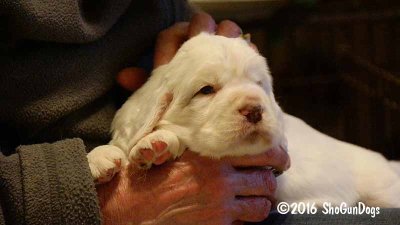 Gigi 2Litter 161115 021.jpg