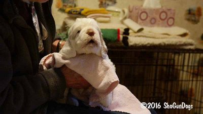 Gigi 2Litter 161117 022.jpg