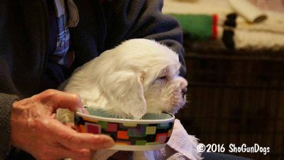 Gigi 2Litter 161117 047.jpg