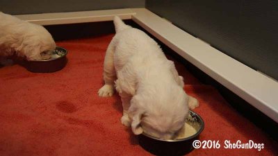 Gigi 2Litter 161118 012.jpg
