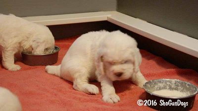 Gigi 2Litter 161118 017.jpg