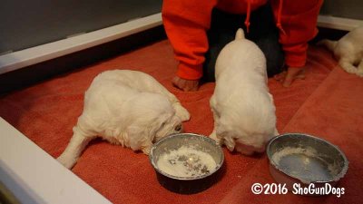 Gigi 2Litter 161118 018.jpg