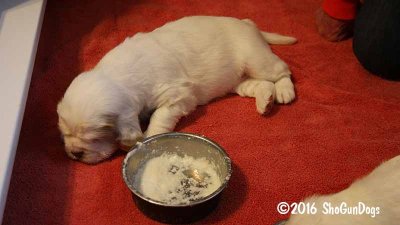 Gigi 2Litter 161118 021.jpg