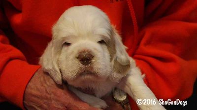 Gigi 2Litter 161118 025.jpg