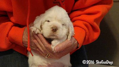 Gigi 2Litter 161118 028.jpg