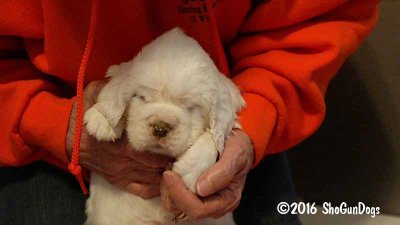 Gigi 2Litter 161118 029.jpg