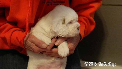 Gigi 2Litter 161118 031.jpg